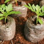 Аутдор гровинг - выращивание в открытом грунте для начинающих