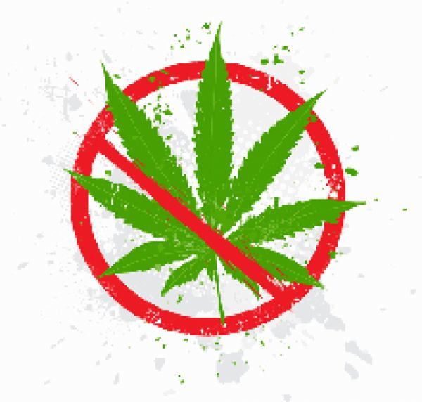 Что грозит за выращивание марихуаны
