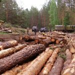 Penalties for illegal logging of forests