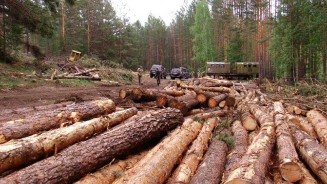 Меры ответственности за незаконную рубку лесных насаждений