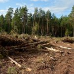 незаконная вырубка леса