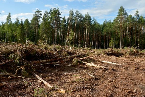 незаконная вырубка леса