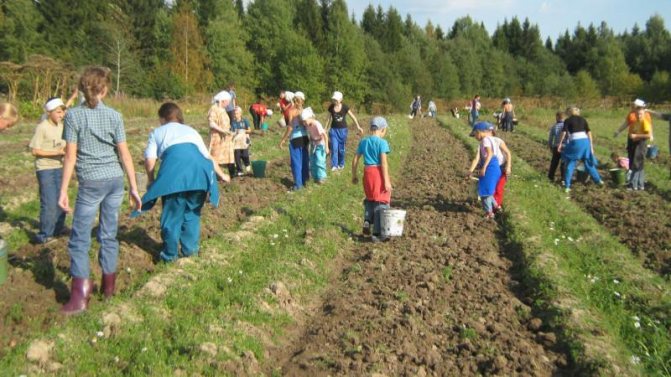 Responsibility for the exploitation of child labor in Russia