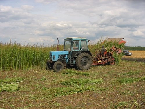 harvesting hemp with a tractor