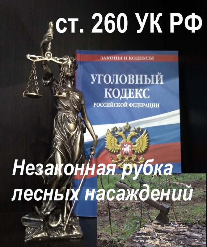 Protection under Art. 260 of the Criminal Code of the Russian Federation Illegal felling of forest plantations 
